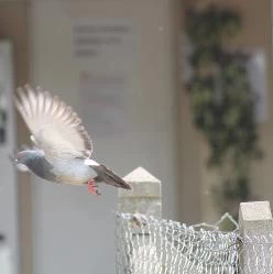 Pigeon