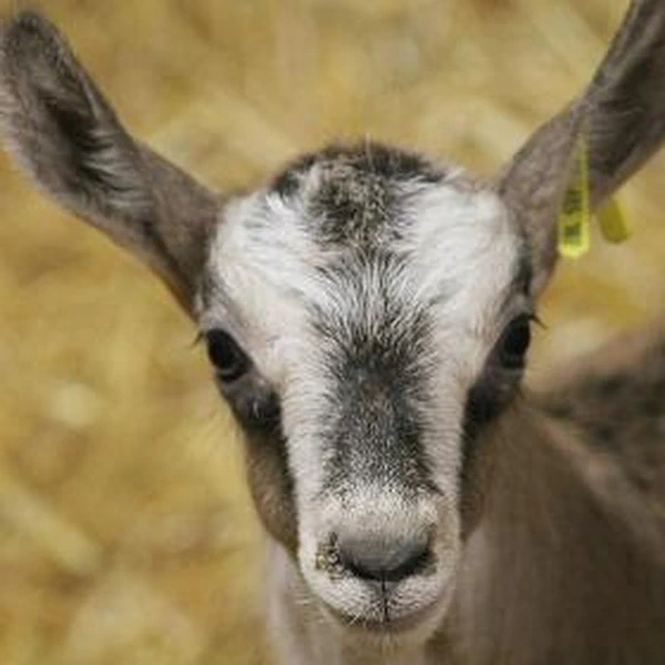 Chevreau